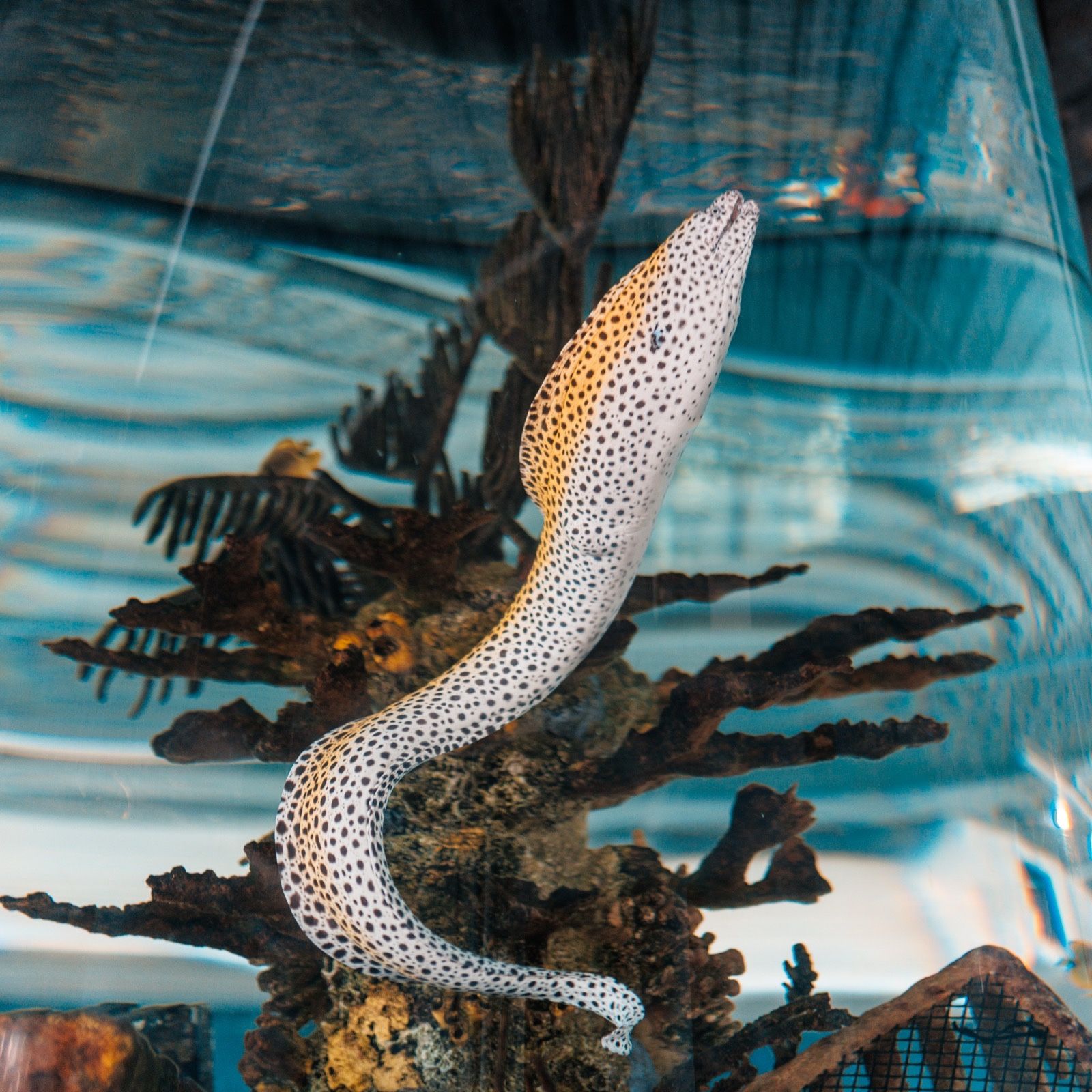 A spotted eel weaving through coral in the saltwater aquarium